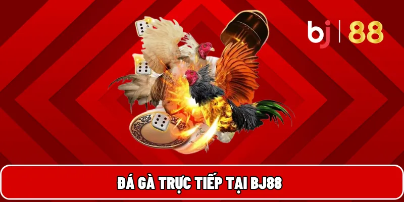 BJ88 24 Đá gà trực tiếp tại BJ88